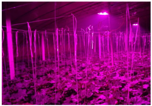LED植物生長燈，更好的滿足植物對光的喜好
