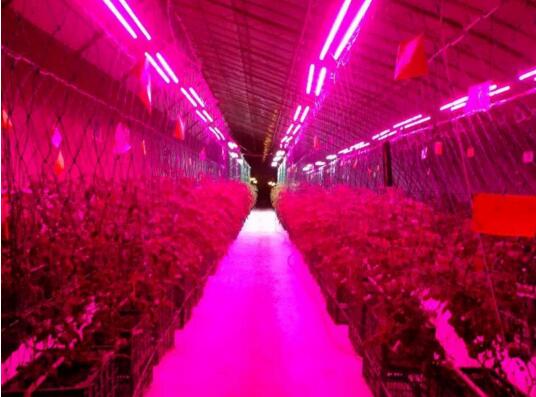 led植物生長燈